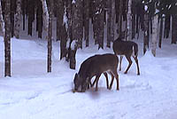 Grazing deer are a common sight here